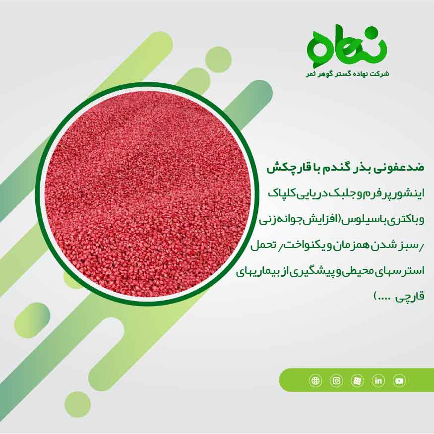 ضدعفونی بذر گندم با قارچکش اینشور پرفرم و جلبک دریایی کلپاک و باکتری باسیلوس